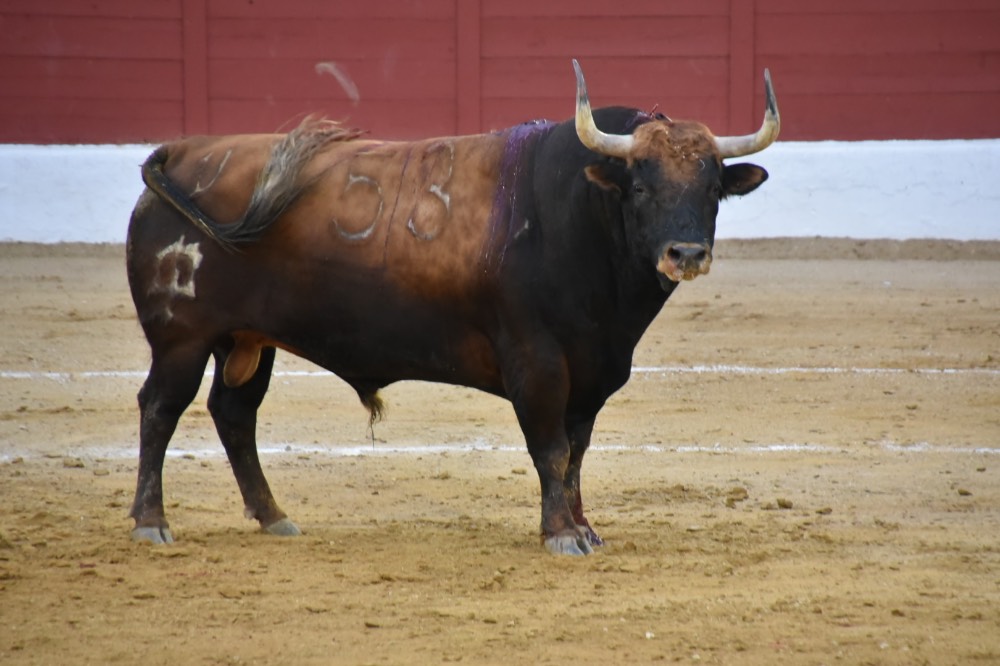Imagen 17