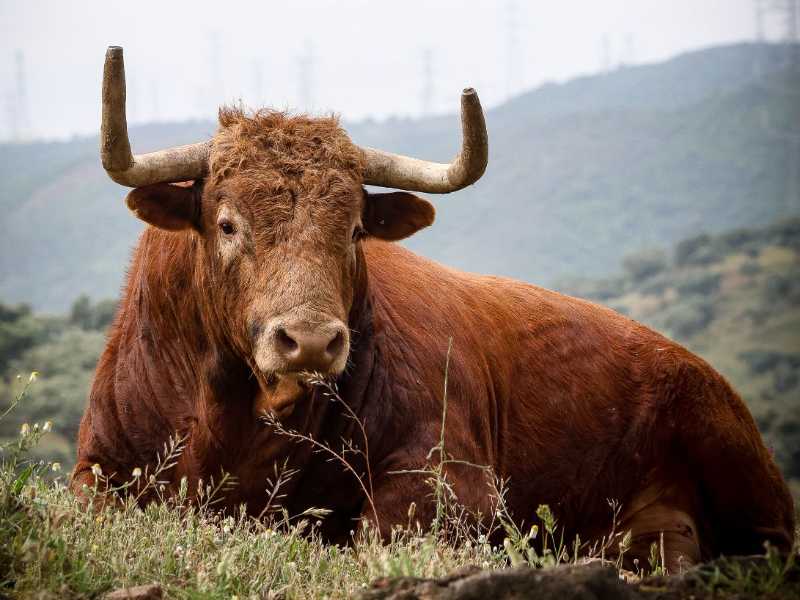 Así son los toros de Virgen María Nîmes