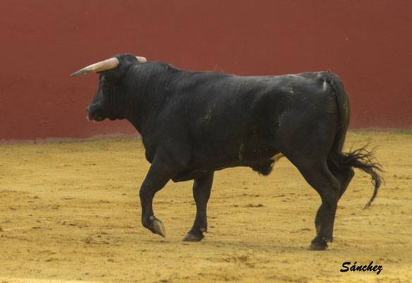 Imagen 31