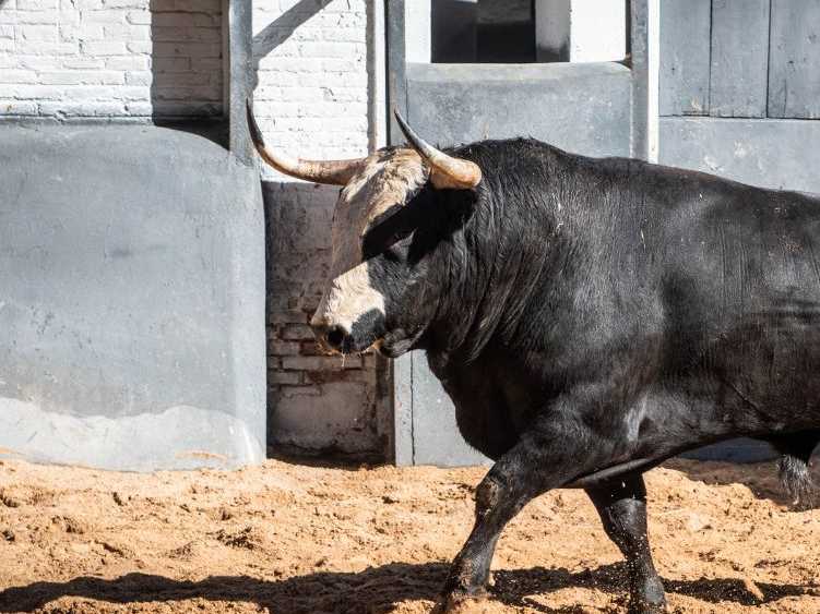 Sorteado los novillos de las ganaderías madrileñas para la primera de la comunidad en Las Ventas