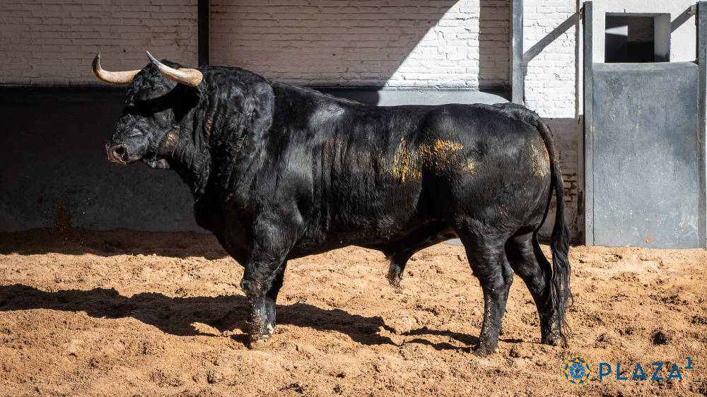DENCESTADO, Nº 6, CUARTO DE LA TARDE DE TOROS DE AYUSO
