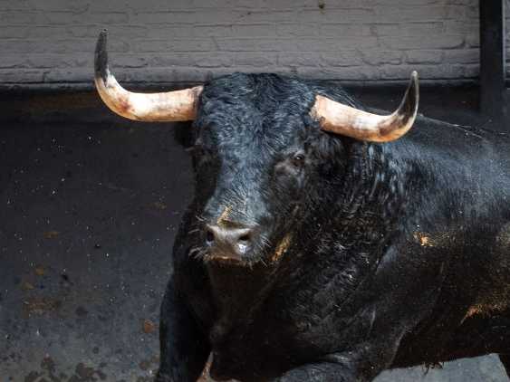 Vaqueiro abre la novillada de hoy en Las Ventas (Sorteo)