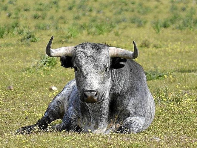 Vic-Fezensac apuesta por el toro en una Feria de Pentecostés 2026 marcada por el regreso de Miura
