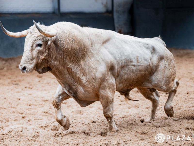 La Feria de San Isidro 2026 arranca con lleno absoluto y una terna de máxima expectación