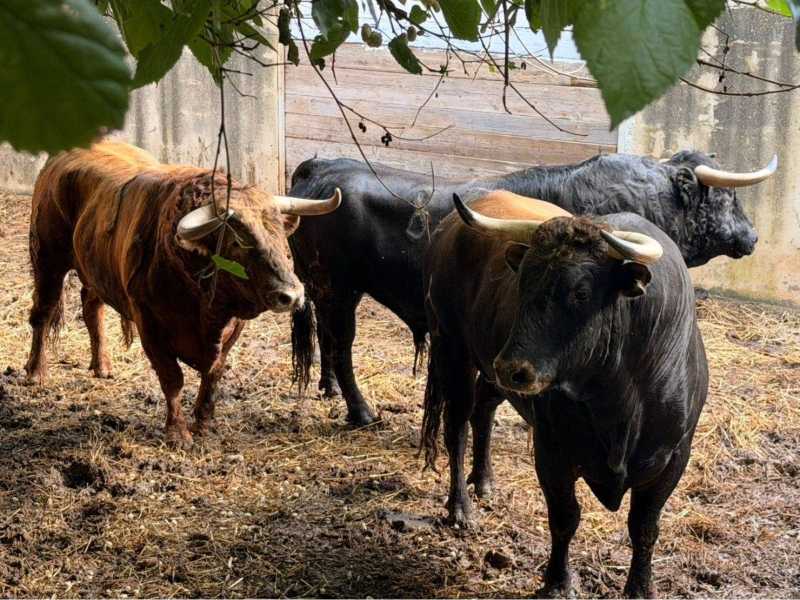 Inca ya respira toros: desembarcada la corrida de La Palmosilla para el 17 de mayo