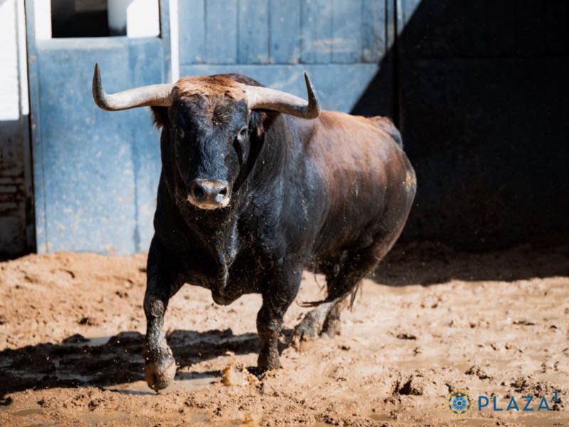 Los toros de Conde de Mayalde abren la tercera cita de San Isidro en Las Ventas