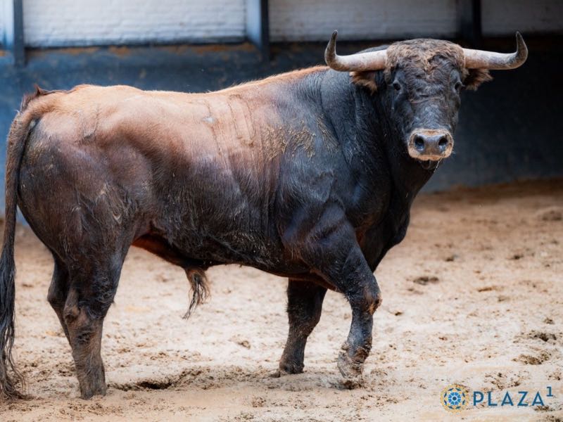 Montealto abre la primera novillada de San Isidro 2026 en Las Ventas