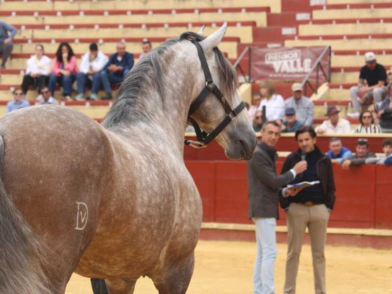 Cartagena, Ventura y Lea presentaran sus cuadras a la aficion de Osuna