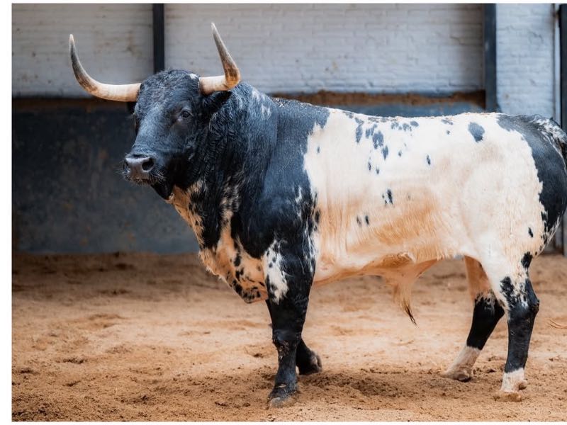 “Buscón” de el Torero abre la corrida del día de San Isidro