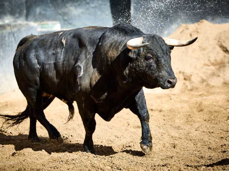 Hipy de Murteira Grave abre la novillada en Sevilla (Sorteo)