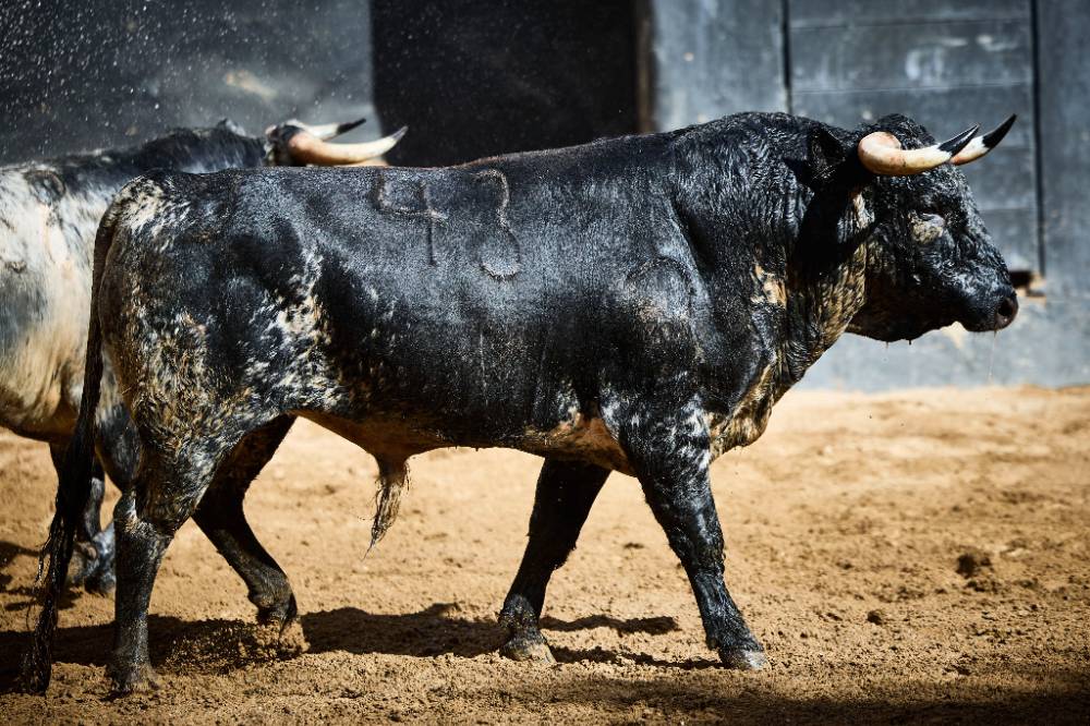 1º Nº 43. HIPY. Negro burraco. 452 kg. 11/22
