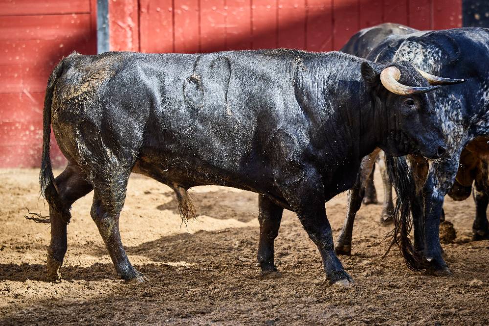 2º Nº 62. SARGENTO. Negro mulato bragado. 491 kg. 11/22