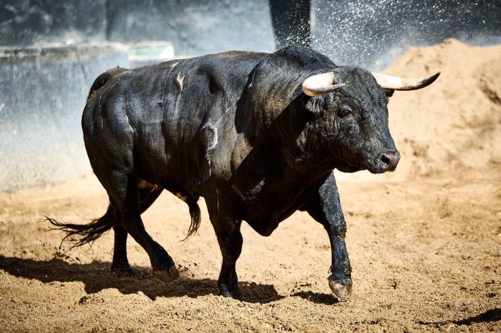 3º Nº 14. ÉVORA. Negro mulato bragado. 494 kg. 10/22