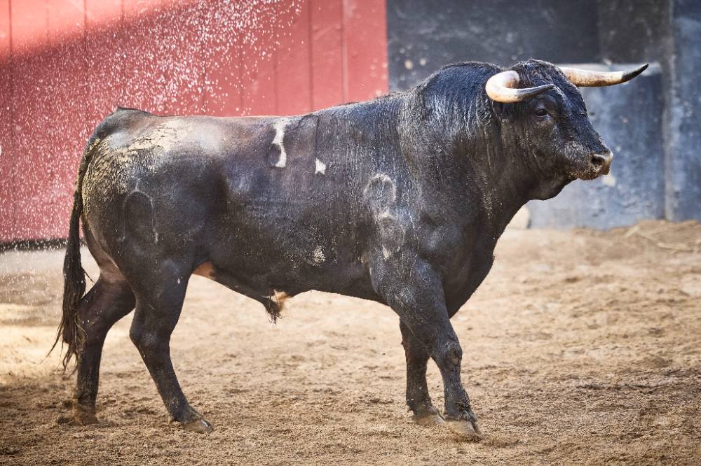 4ºNº 82. GANDULO. Castaño bragado. 475 kg. 09/22
