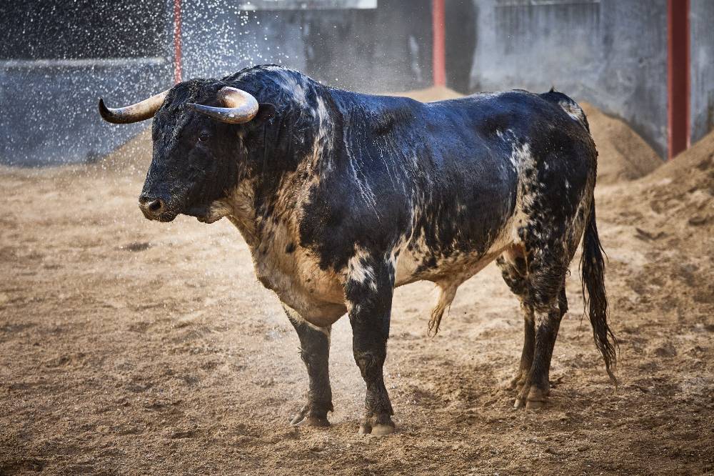 5º Nº 18. DESINQUIETO. Negro mulato buraco. 481 kg. 11/22