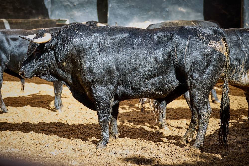 6º Nº 03. CARABELLO. Negro mulato. 525 kg. 12/2