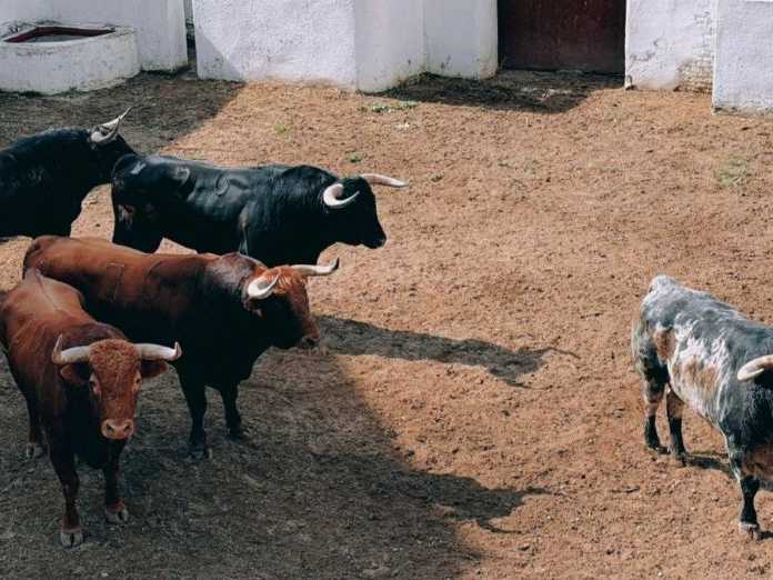 Definido el orden de lidia de la Corrida de la Oportunidad en Valladolid (Sorteo)
