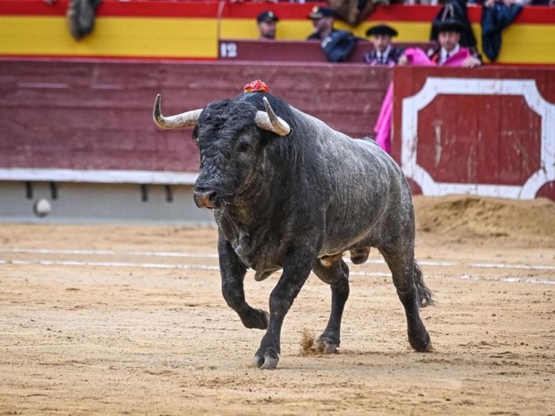 À Punt retransmitirá la III Corrida Sorollana de Bocairent con toros de Victorino Martín