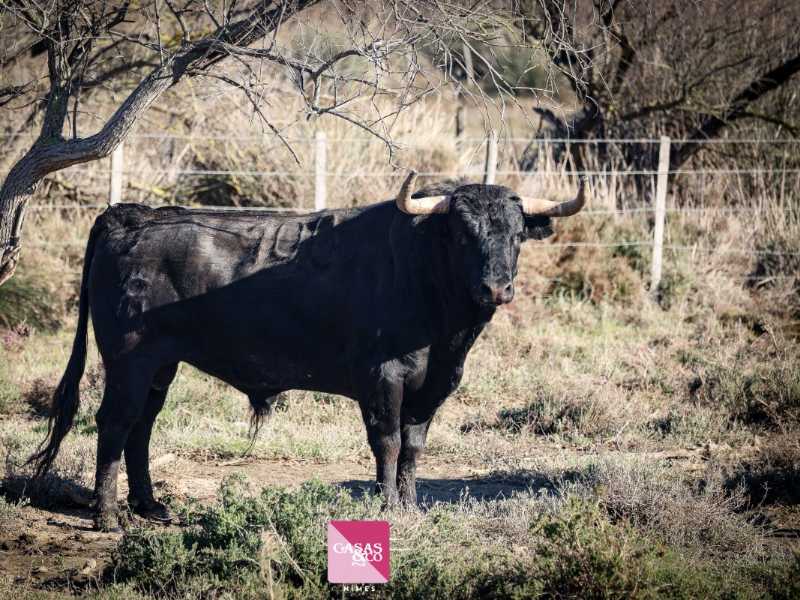 Bonitos ejemplares de Robert Margè para Nimes