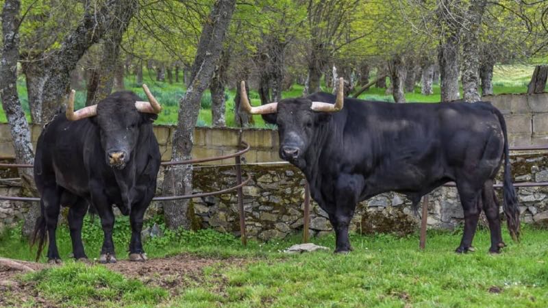 Puerto de San Lorenzo perfila una temporada 2026 marcada por las grandes ferias y la fidelidad a su sello ganadero