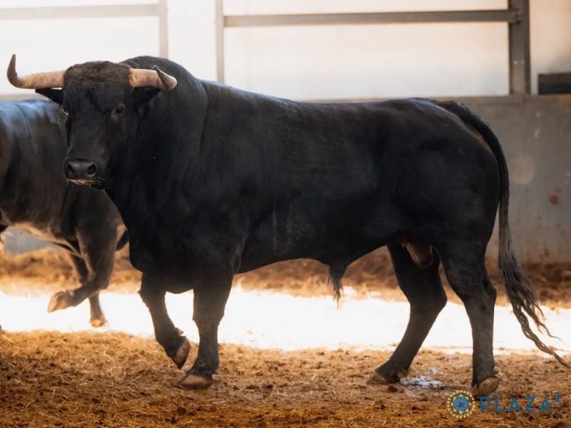 Fuente Ymbro protagoniza este martes la novillada de San Isidro en Las Ventas