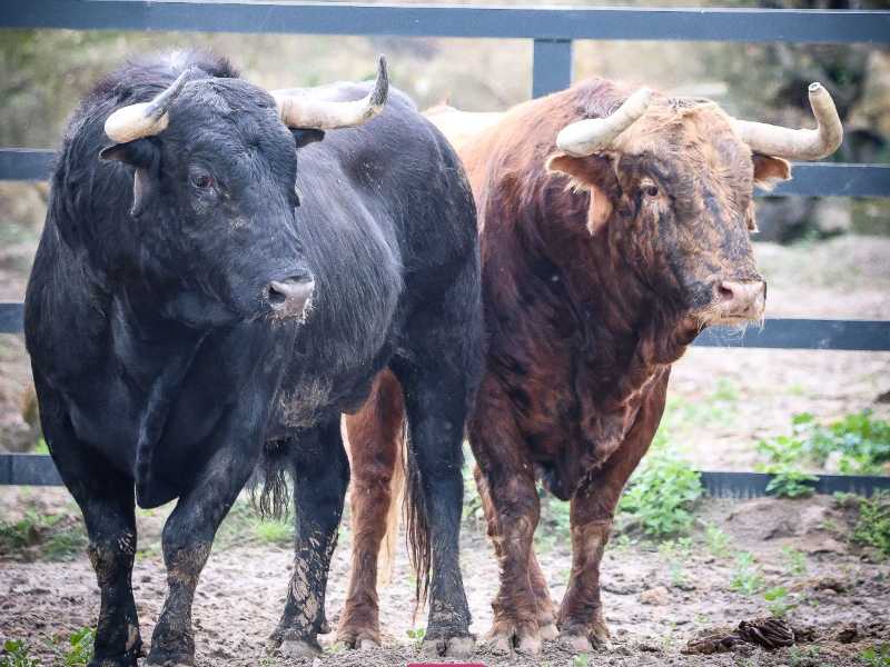 Gran corrida de Santiago Domecq para Nimes