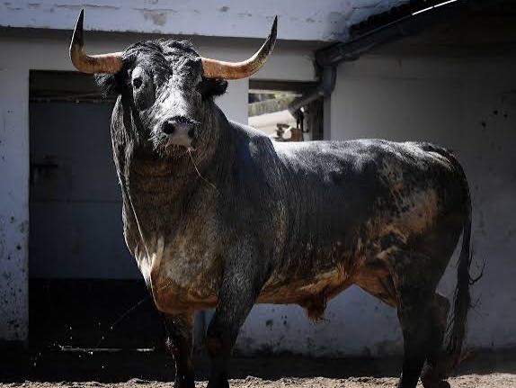 Miura regresa a Vic-Fezensac 42 años después con una corrida íntegra en Pentecostés