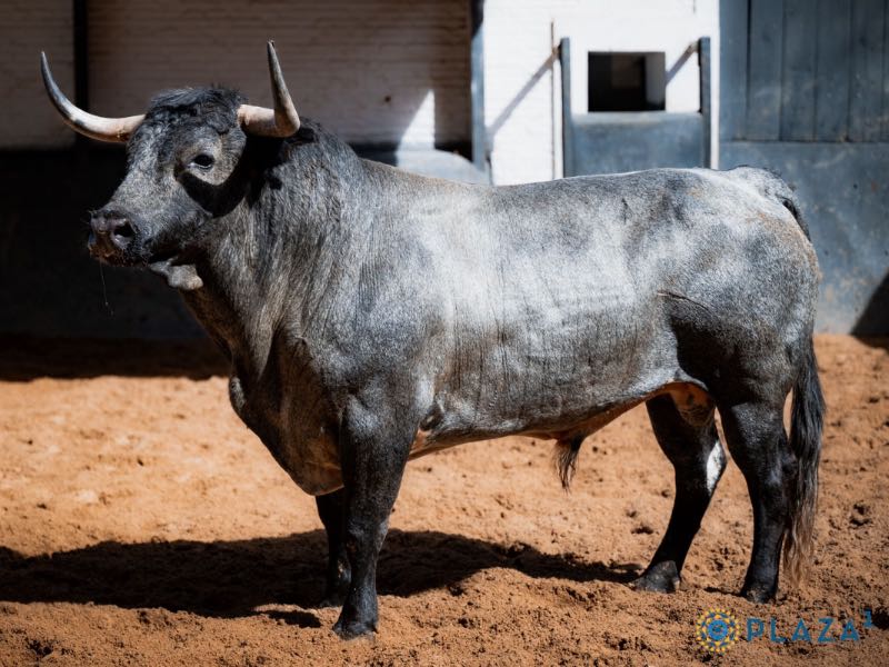 Dos toros de Saltillo son rechazados tras pelearse en corrales y la corrida se completa con un ejemplar portugués